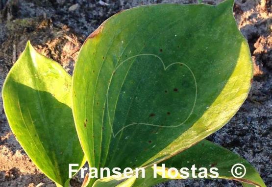 Hosta Monster Ears - Fransen Hostas